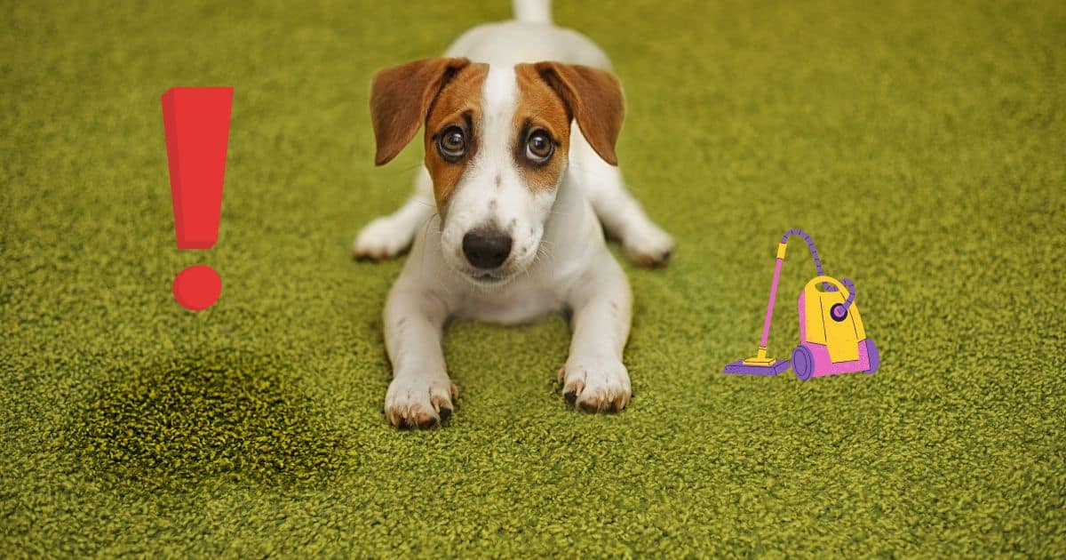 6 Best Carpet Cleaners for Dogs Absolutely Every Dog Owner Needs Them