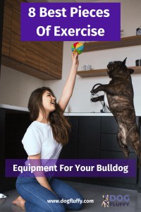 Exercise Equipment For Your Bulldog