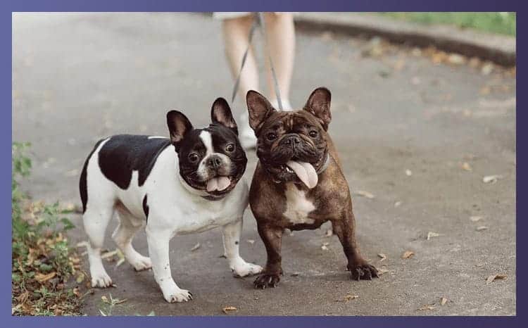 Are French Bulldogs Aggressive