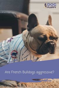 Are French Bulldogs Aggressive 5