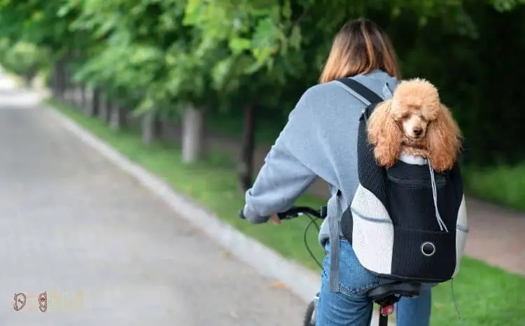 Backpacks for Dogs