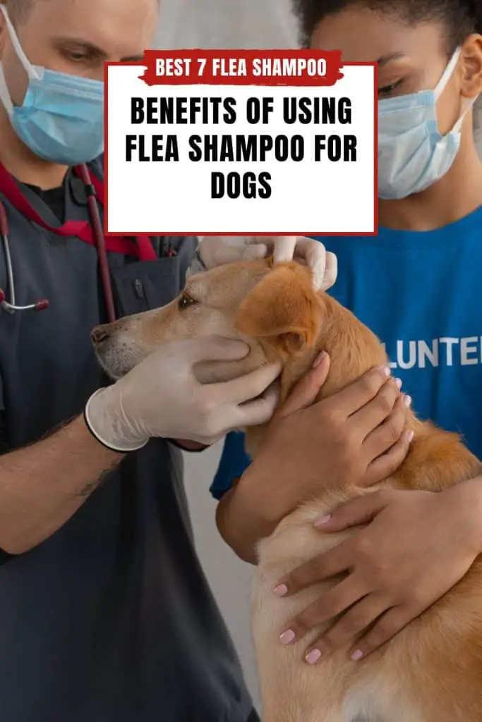 Benefits Of Using Flea Shampoo For Dogs - PIN
