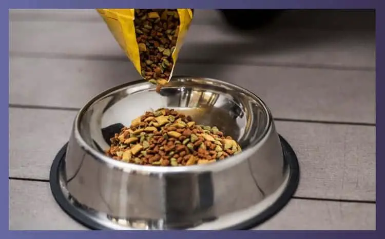 Best Dry Food For Dogs