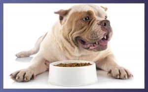 Best Dry Food For Dogs 3