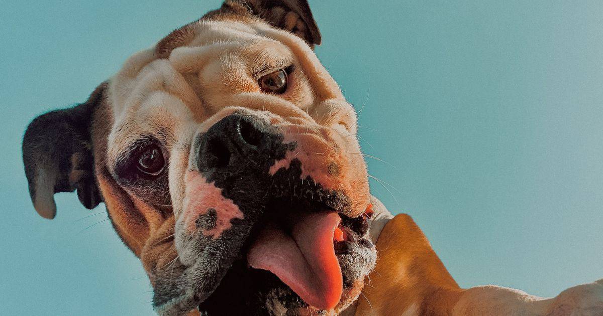 8 Best Pieces Of Exercise Equipment For Your Bulldog