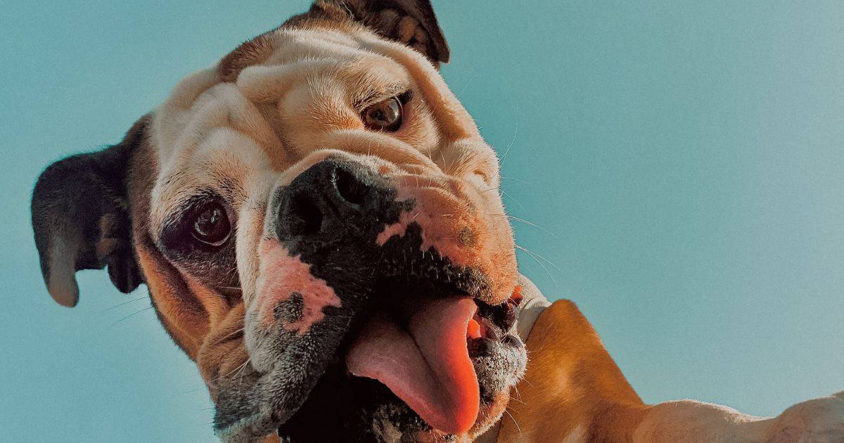 8 Best Pieces Of Exercise Equipment For Your Bulldog 9 8 Best Pieces Of Exercise Equipment For Your Bulldog