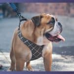 Best Pulling Harnesses For American Bulldogs