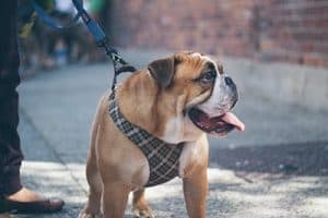 Best Pulling Harnesses For American Bulldogs