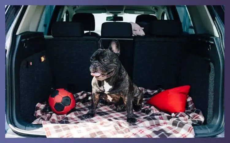 How To Pick The Right Car Seats For French Bulldog