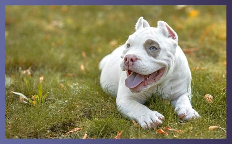 Characteristics of American French bulldogs