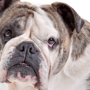 Cornstarch For Bulldog Wrinkles – Best 4 Tips for Cleaning Bulldog’s Eyes