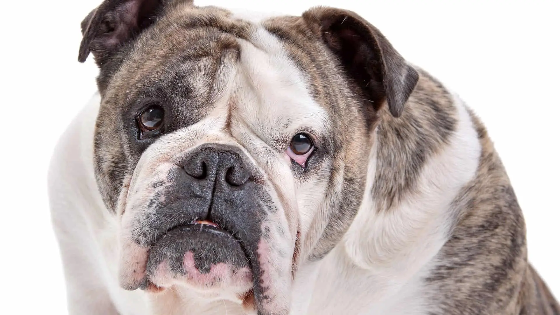 Cornstarch For Bulldog Wrinkles – Best 4 Tips