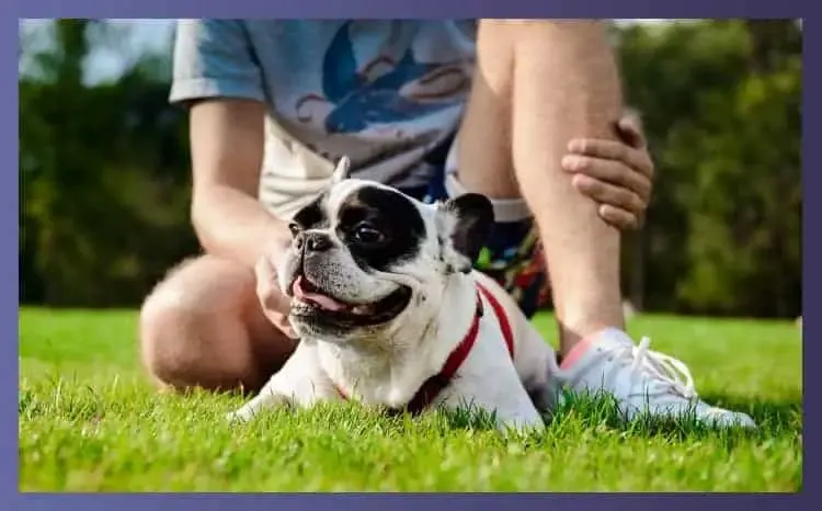 Do Bulldogs Make Good Pets Do Bulldogs Make Good Pets