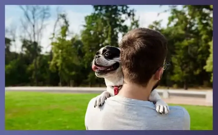 Do Bulldogs Make Good Pets Do Bulldogs Make Good Pets