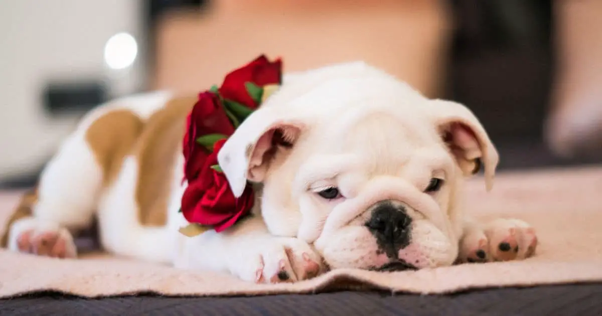 Do Bulldogs Make Good Pets? Best 5 Points to Decide!