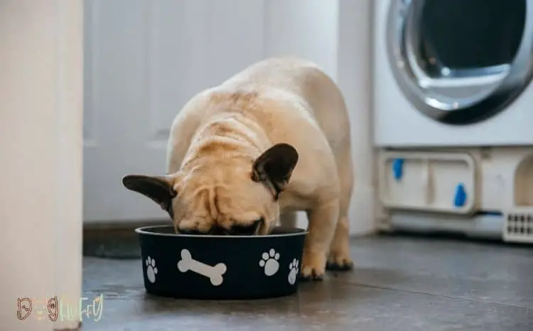 Do French Bulldogs Need Special Bowls