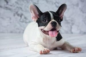 Do French Bulldogs Need Special Bowls Featured