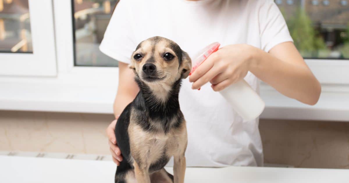 Dog Scratching Itself? Best 7 Flea Shampoo for Dogs