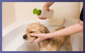 Dog Shampoo For Sensitive Skin