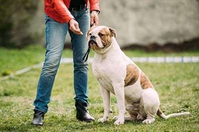 English Bulldog Potty Training Regression: 6 Basic Causes ...