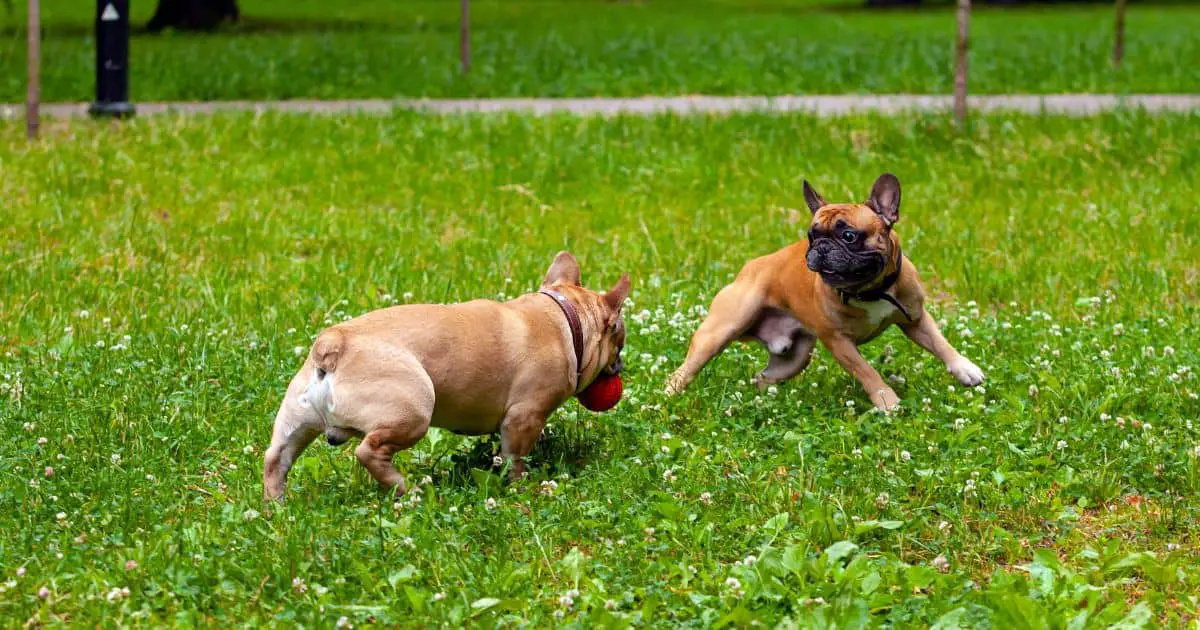 Get Rid Of French Bulldog Bad Breath! With 7 Best Ways