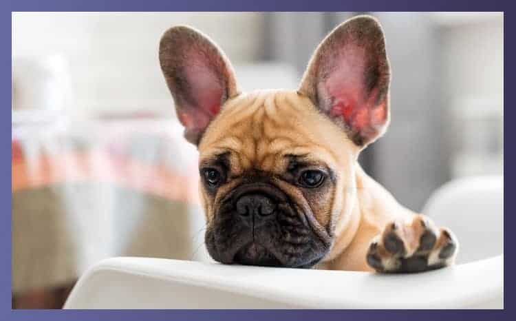 Highchairs for Dogs