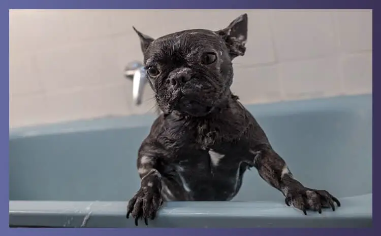 How To Bathe Your Bulldog