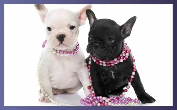Best 6 Ways To Decide What Size Collar For French Bulldog