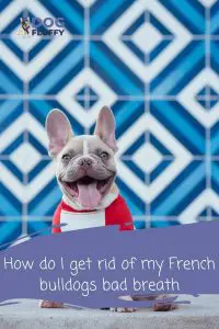 How do I get rid of my French bulldogs bad breath