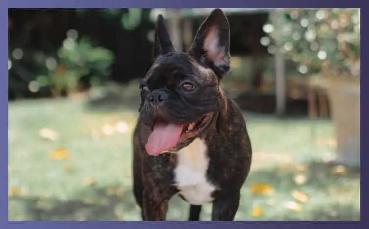 How Do I Get Rid Of My French Bulldogs Bad Breath? 7 Best