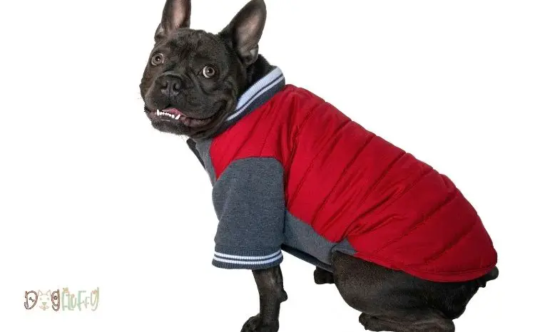 Raincoats For French Bulldogs