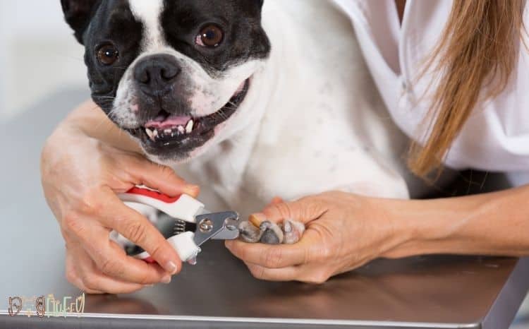 Should French Bulldogs Have Their Dew Claws Removed? | Best Guide 2022