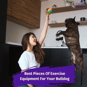 Exercise Equipment For Your Bulldog