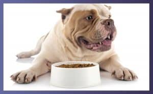 Top 12 Bulldog Food Bowls