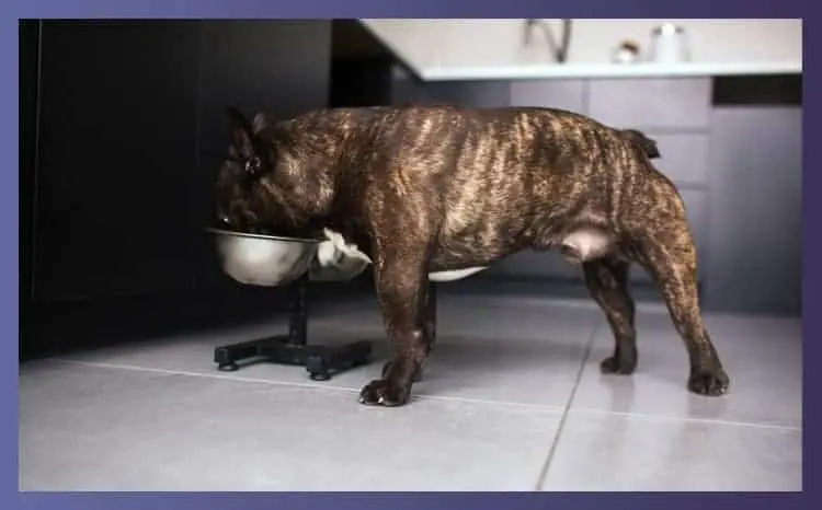 Tricks to Make French Bulldog Eat Slower