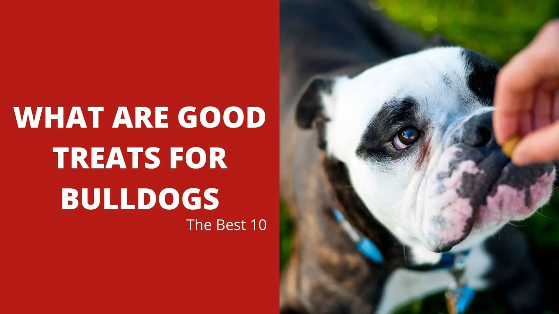 What Are Good Treats For Bulldogs? The Best 10