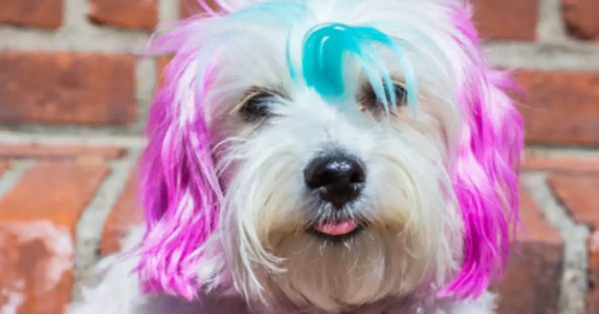 What Can I Use To Color My Dog’s Hair? 5 Best Hair Dyes