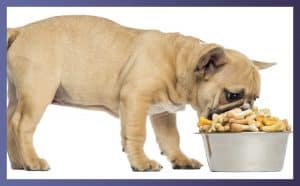 What Food Bowls To Avoid For Your French Bulldogs