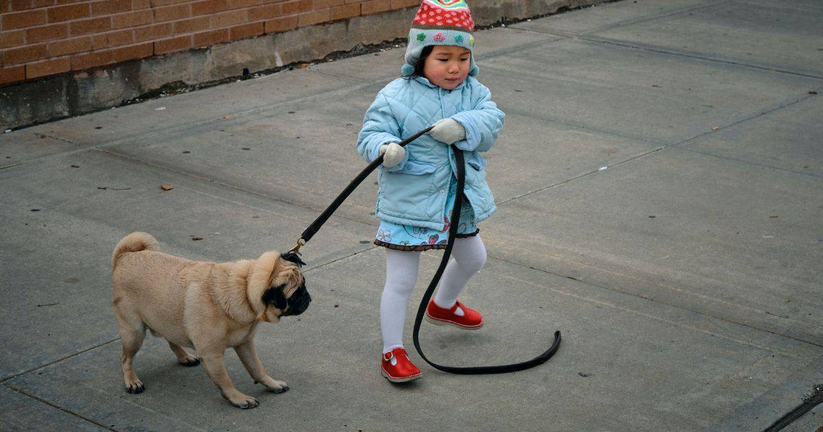 What Is The Best Leash For Training A Dog - Top 14 6 What Is The Best Leash For Training A Dog – Top 14