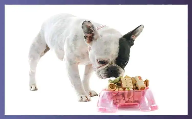 What Size Bowl Should I Get For My French Bulldog