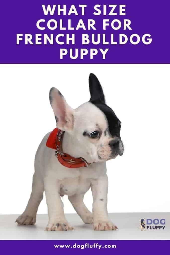 What Size Collar For French Bulldog Puppy Dog Fluffy
