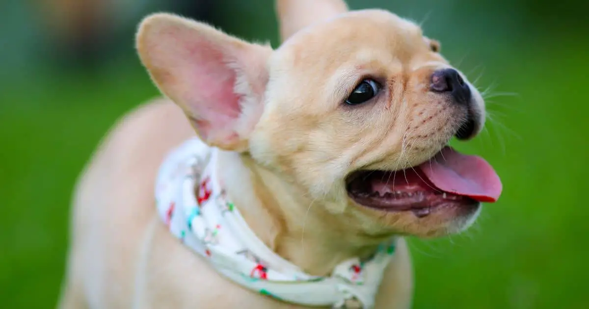 What Size Collar for French Bulldog Puppy – 3 Easy Steps To Measure It