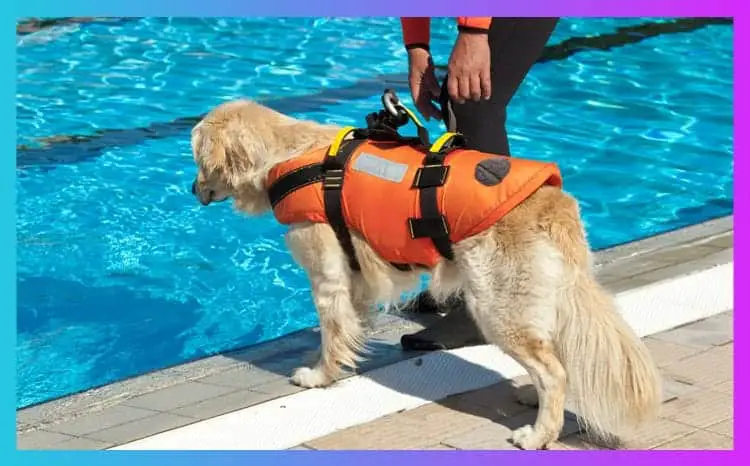 What Size Life Jacket For My Dog 4