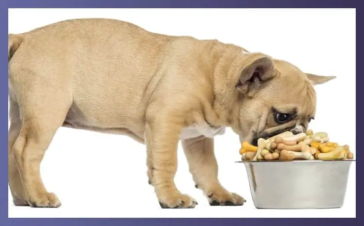 What To Keep In Mind While Purchasing Bulldog Food Bowl