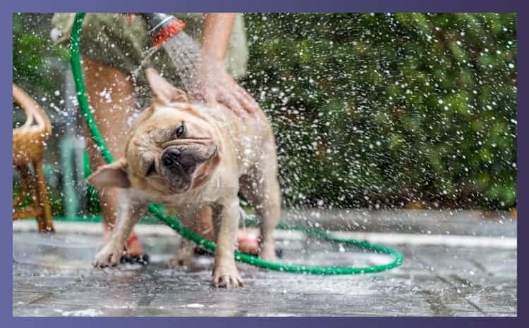 What to Consider When Buying Dog Shampoo for Sensitive Skin For Your Bulldog