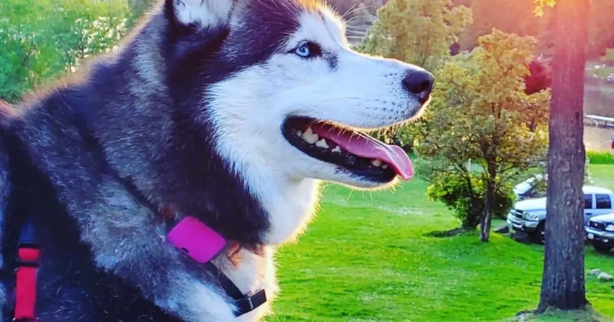 Whistle Fitbit For Dogs Best Guide