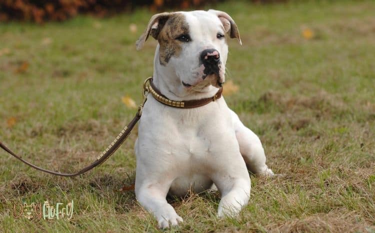 7 Best American Bulldog Pulling Harness