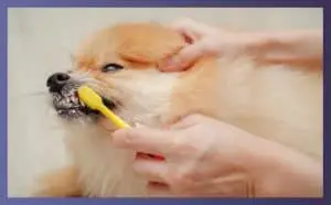 best dog toothpaste 3