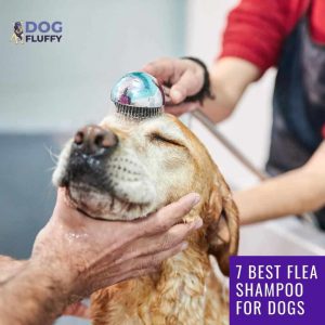 best flea shampoo for dogs - Social media share