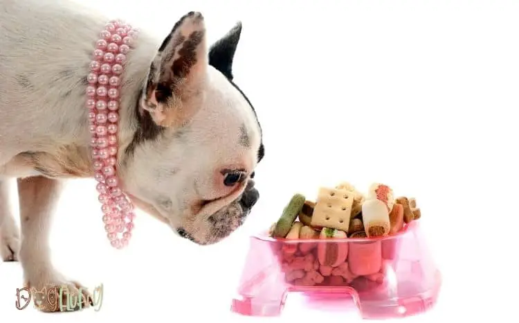 12 Best Bulldog Food Bowls For Your Bulldog